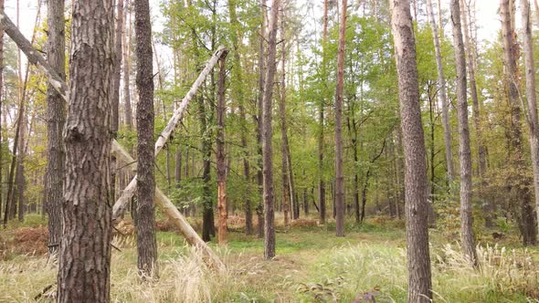 Forest with Trees in the Fall During the Day