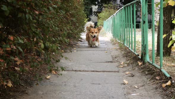 Funny Welsh Corgi Fluffy Dog Walking Outdoors 3