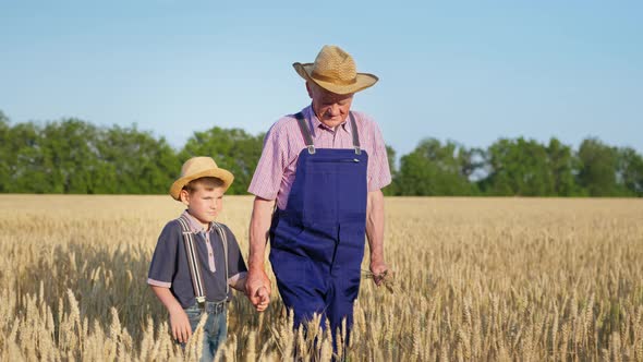 Harvest Season Boy Holds Hand of an Elderly Male Farmer Holding Ears of Wheat and Walks Through