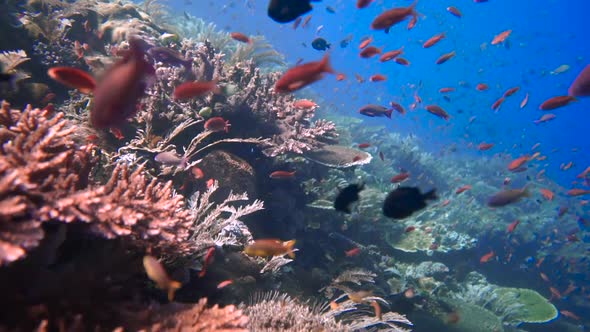 The coral reef makes an explosion of colors when the reef pulsating of small red anthias fish togeth
