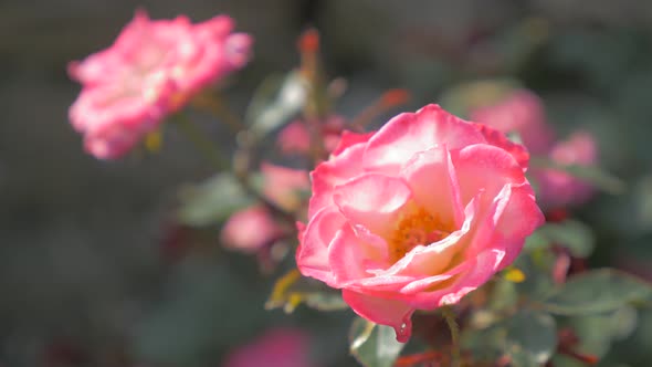 Shallow DOF Pink roses in the garden 4K 2160p UHD video - Pink roses outdoor natural 4K 3840X2160 UH