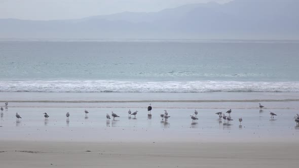 seagulls feeding on beach crabs