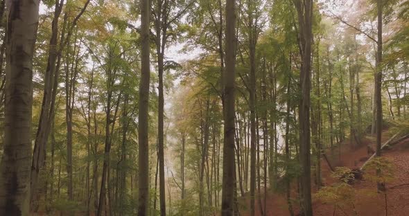 Walking Outdoor Under Trees in Woods Forest in Bad Weather Overcast Day