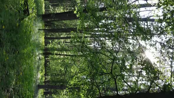 Vertical Video of a Beautiful Green Pine Forest on a Summer Day Slow Motion