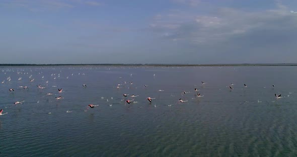 Pan Around of a Flock of Flamingos Over an Artificial Salt Lake