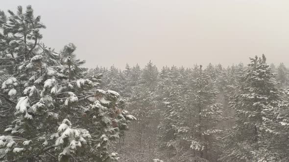 Coniferous forest by winter 4K drone footage