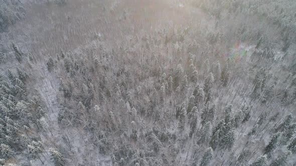 Winter Landscape with Forest