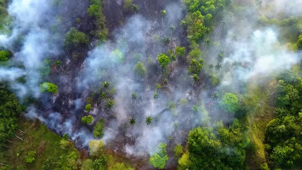 Aerial view of bushfires raging, Conflagration smoking tropical forests of Queensland, sunny day, in