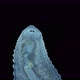 Leech Family Glossiphoniidae Under a Microscope Family Glossiphoniidae - VideoHive Item for Sale