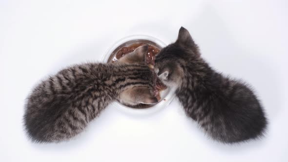 Top View Two Striped Kittens Eating Fresh Canned Cat Food for Small Kittens