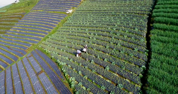 Worker collecting yield of plantation on hillside during sunny day in Indonesia