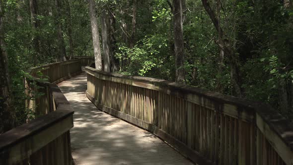 Wooden walkway in the forest