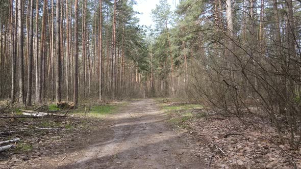 Road in the Forest During the Day Slow Motion