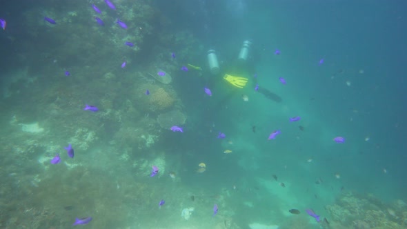 Coral Reef with Fish Underwater. Camiguin, Philippines