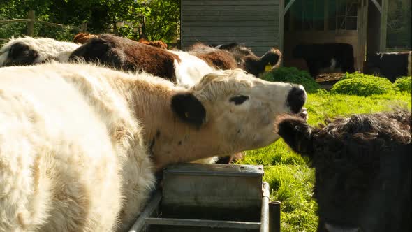 Woolly cows standing by a trough