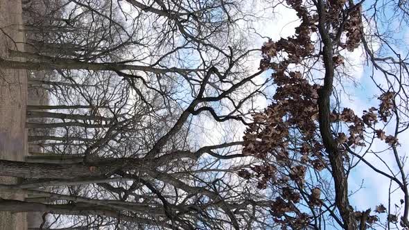 Vertical Video of the Forest with Trees Without Leaves Slow Motion