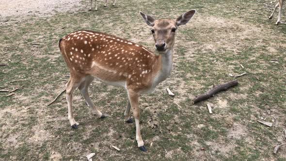 Young deer and deer running through the woods. Animals in a natural environment. Sika and fallow dee