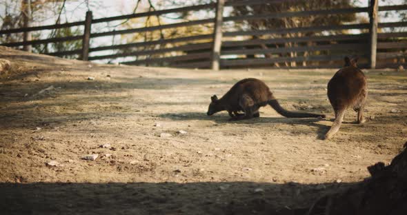 Couple of red-necked wallabies on a farm at sunset, slow motion. BMPCC 4K