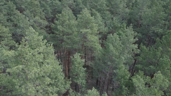 Pine Forest in the Afternoon Aerial View Slow Motion