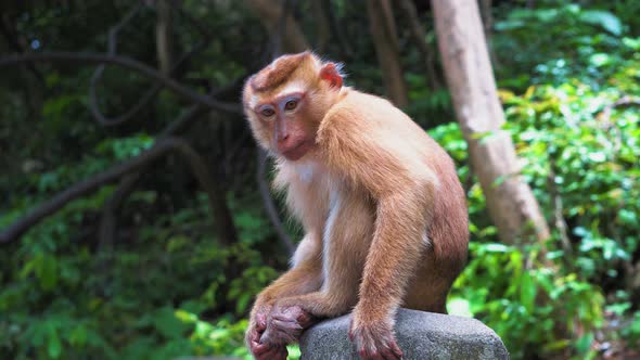 Monkey in The Forest Sits on A Rock and Looks Around