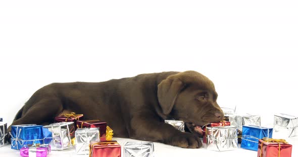 Brown Labrador Retriever, Puppy and Gifts on White Background, Normandy, Slow Motion 4K