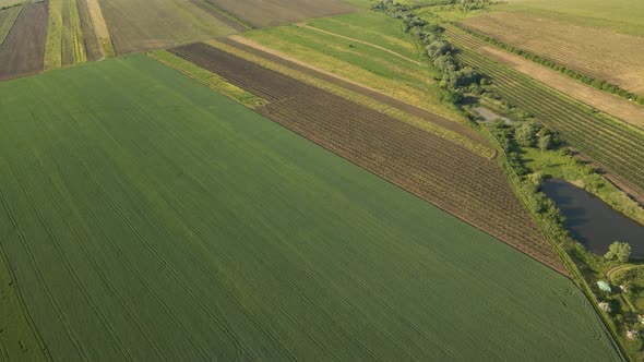 Aerial View of Agricultural Fields Corn Crops Field From Drone Point Of View and a Small Lake