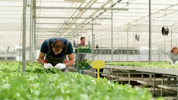 Man Working in a Greenhouse for Green Salad Cultivation