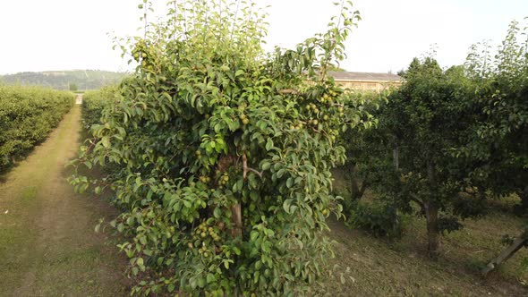 Pear Martin Sec Fruit Agriculture Cultivation Field