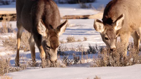 A herd of deer grazing in the Rocky Mountain National Park