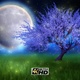 Mystical Tree (4K) - VideoHive Item for Sale