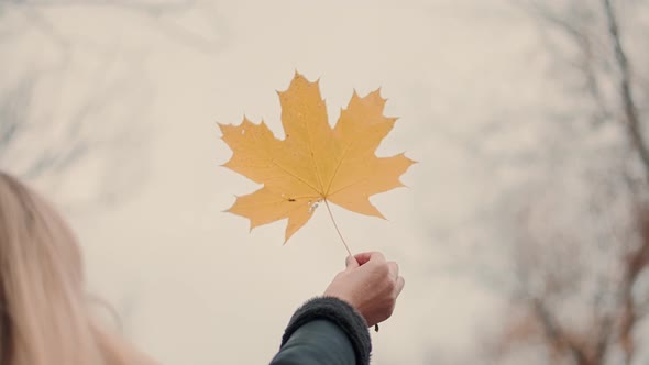 Yellow Maple Leaf In Hand. Dry Fallen Leaf In Hand. Cold Autumn Day. Yellow Autumn Leaves.