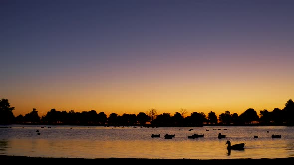 Ducks Swimming Across Lake At Sunrise