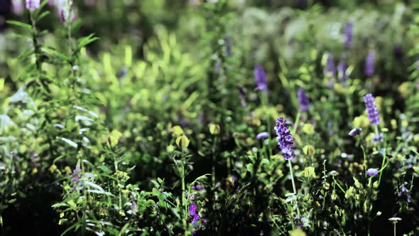 Flowers on the Mountain Field During Sunrise in the Summer Time alt