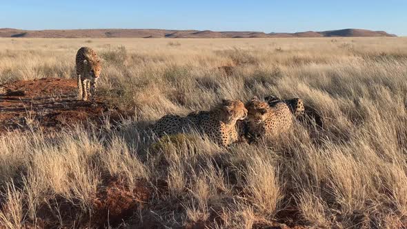 Adult Cheetah approaches three siblings as they lick, clean each other