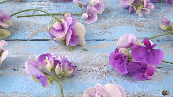 Colorful summer garden flowers: lilac sweet pea on the vintage wooden light blue background.
