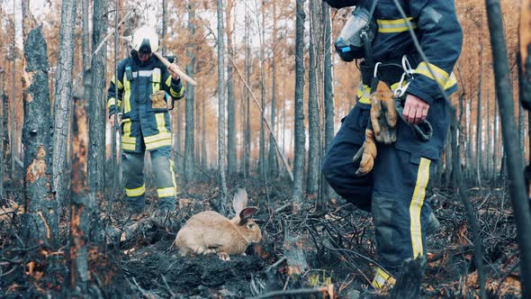 Firemen are Rescuing a Rabbit in the Smoldering Woodland