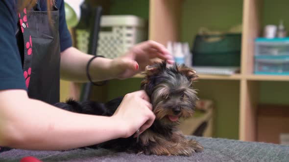 Woman Groomer Combs of Yorkshire Terrier After Washing