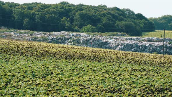 Garbage Dump in Field Nature Near Forest and Field with Sunflowers