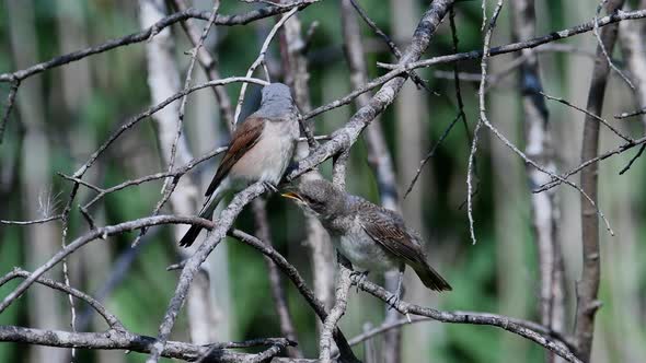 Red-Backed Shrike (lanius Collurio)