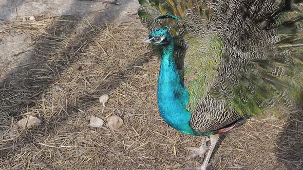 Peacock in summer