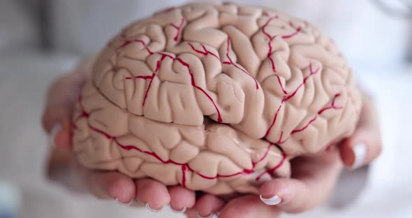 Doctor Holding Artificial Model of Human Brain Closeup  Movie Slow Motion