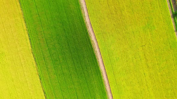 4K Aerial Wide view of Beautiful green rice fields in the rural of Thailand