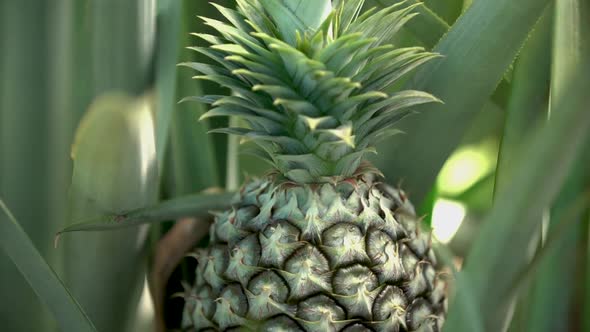 Young Pineapple Plant Shot on A6500 with Metabone Speedbooster and Canon 16-35 f2.8 Lens 29.97fps