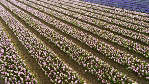 Aerial view of rows of tulips at Keukenhof botanical garden, Lisse, Netherlands.