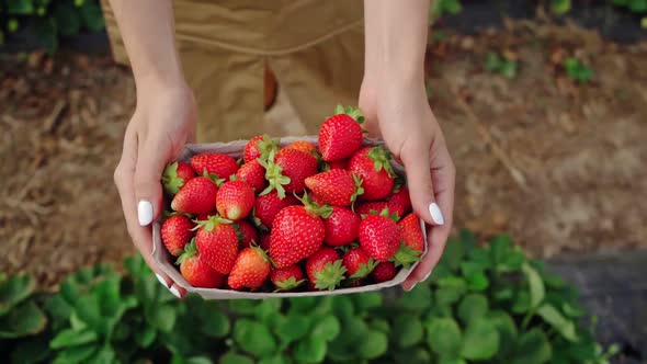 Woman Carrying Strawberries in Paper Box at Hothouse