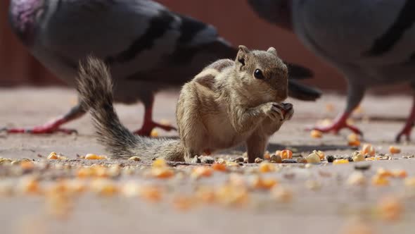 Indian Palm Squirrel or Threestriped Palm Squirrel Funambulus Palmarum