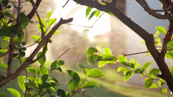 Shrub in the garden with working water sprinkler