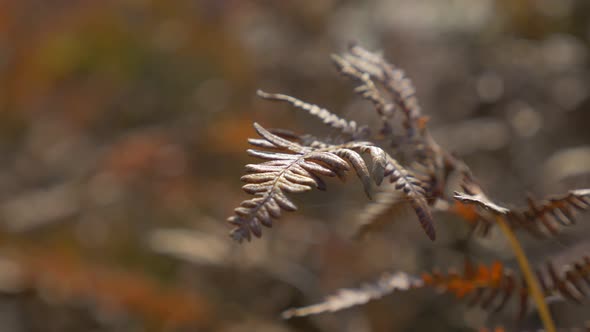 Shallow DOF Cyatheales tree fern  swinging  on wind 4K 2160p UHD panning footage - Shallow DOF  red 