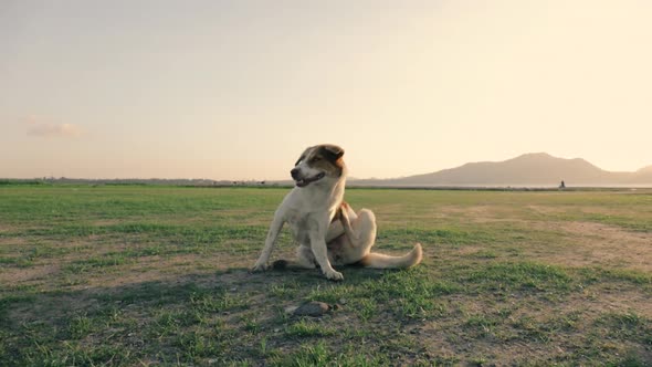 The dog is scratching enjoys walking in field of a beautiful sunset.