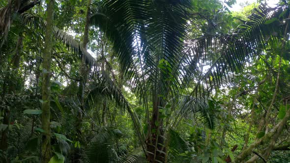 Moving back from a large fern palmtree inside a tropical forest
